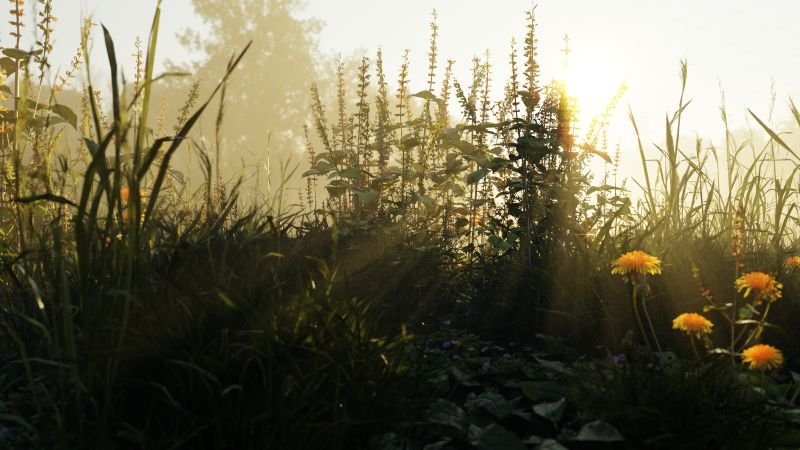 Under the Gaze of Dandelions